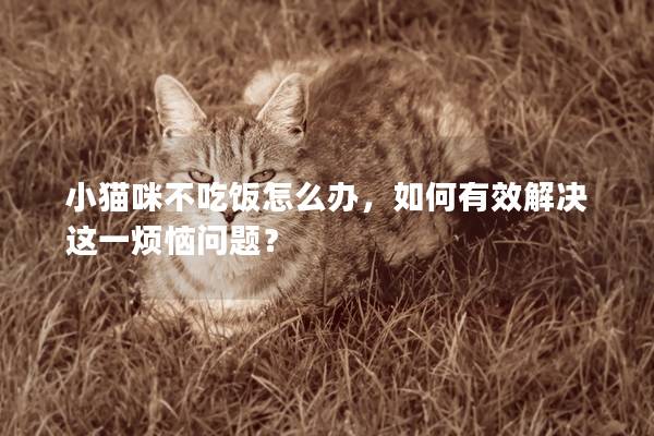 小猫咪不吃饭怎么办，如何有效解决这一烦恼问题？