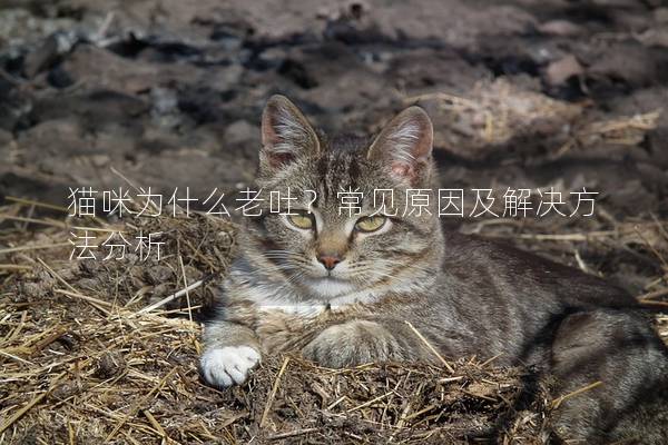 猫咪为什么老吐？常见原因及解决方法分析