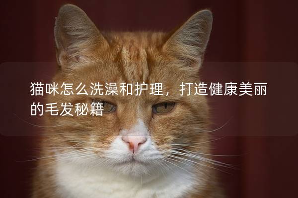 猫咪怎么洗澡和护理，打造健康美丽的毛发秘籍