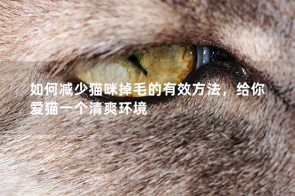 如何减少猫咪掉毛的有效方法，给你爱猫一个清爽环境