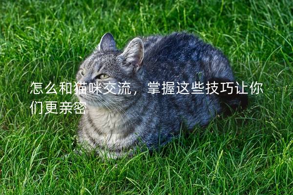 怎么和猫咪交流，掌握这些技巧让你们更亲密