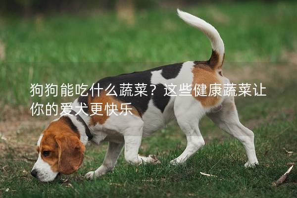 狗狗能吃什么蔬菜？这些健康蔬菜让你的爱犬更快乐