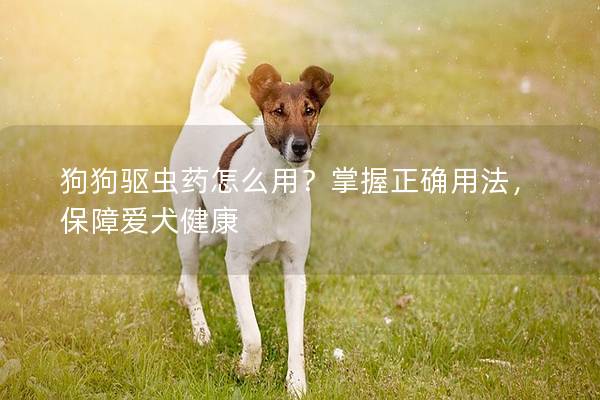 狗狗驱虫药怎么用？掌握正确用法，保障爱犬健康