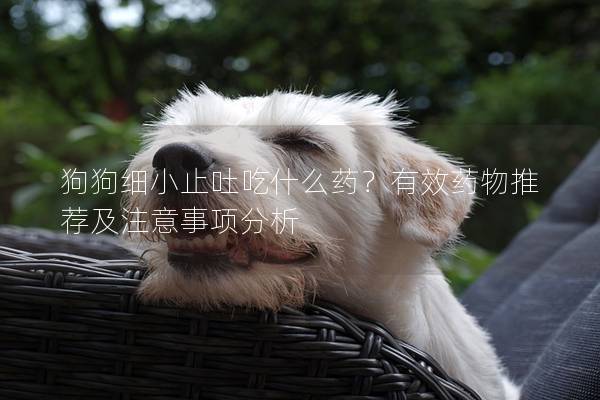 狗狗细小止吐吃什么药？有效药物推荐及注意事项分析