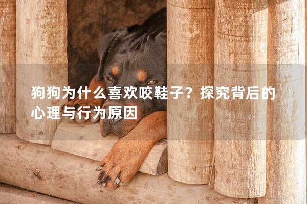 狗狗为什么喜欢咬鞋子？探究背后的心理与行为原因