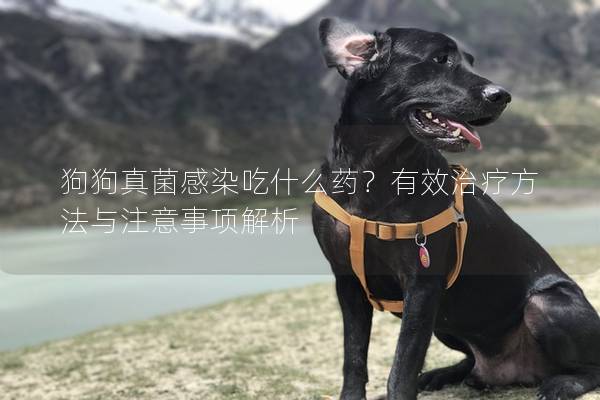 狗狗真菌感染吃什么药？有效治疗方法与注意事项解析