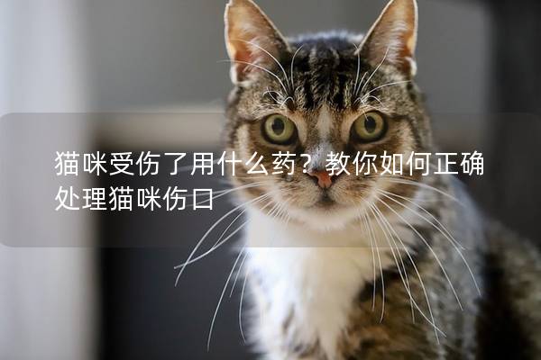 猫咪受伤了用什么药？教你如何正确处理猫咪伤口