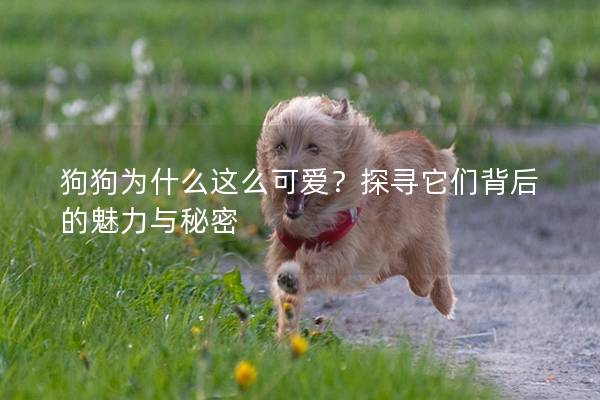 狗狗为什么这么可爱？探寻它们背后的魅力与秘密