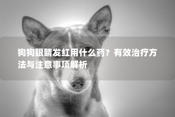 狗狗眼睛发红用什么药？有效治疗方法与注意事项解析