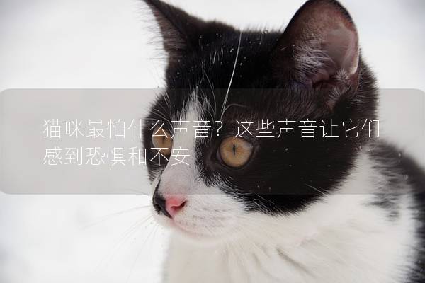 猫咪最怕什么声音？这些声音让它们感到恐惧和不安