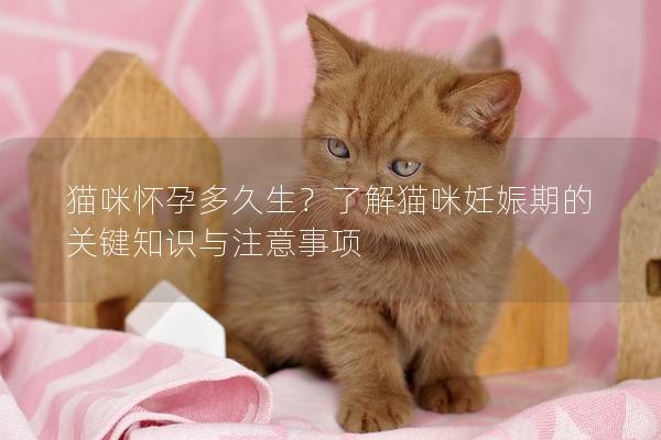 猫咪怀孕多久生？了解猫咪妊娠期的关键知识与注意事项