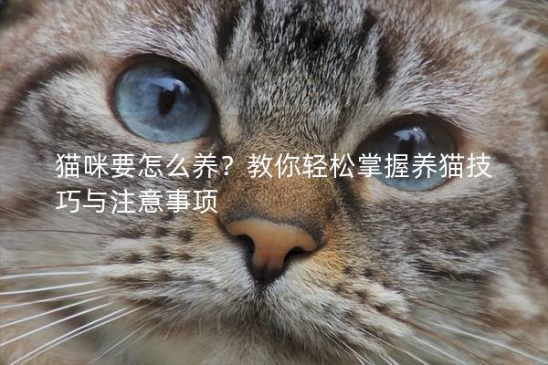 猫咪要怎么养？教你轻松掌握养猫技巧与注意事项