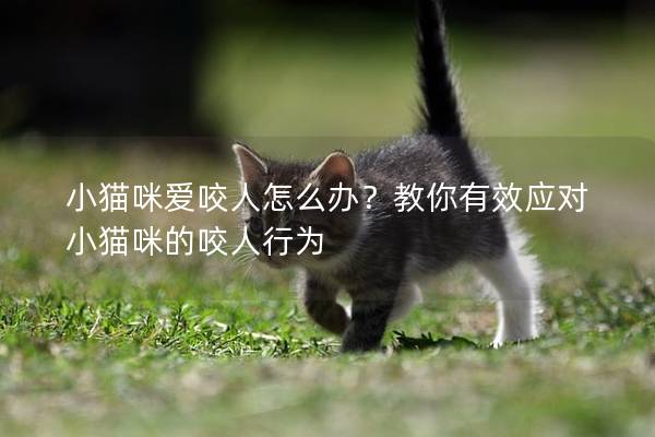 小猫咪爱咬人怎么办？教你有效应对小猫咪的咬人行为