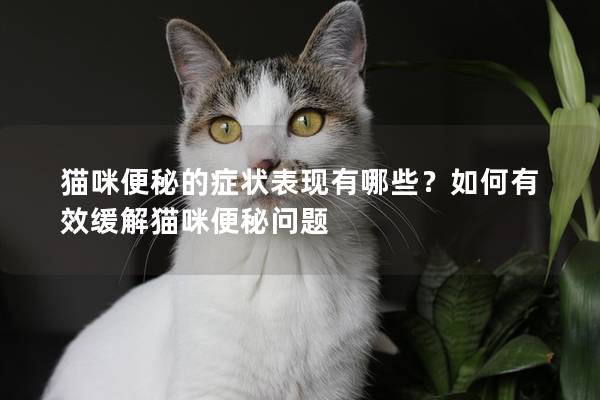 猫咪便秘的症状表现有哪些？如何有效缓解猫咪便秘问题