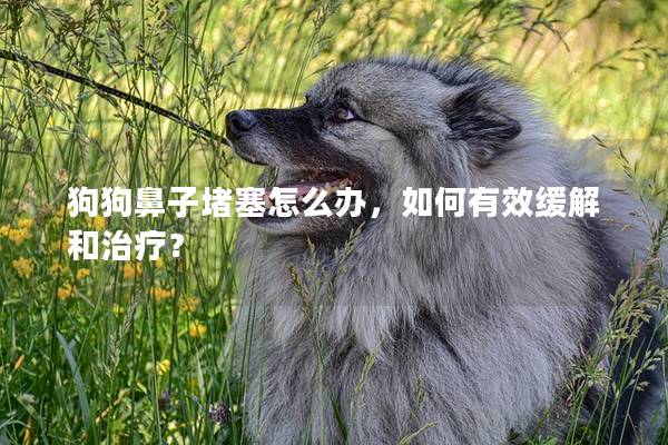 狗狗鼻子堵塞怎么办，如何有效缓解和治疗？