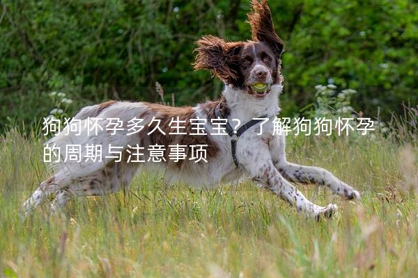 狗狗怀孕多久生宝宝？了解狗狗怀孕的周期与注意事项