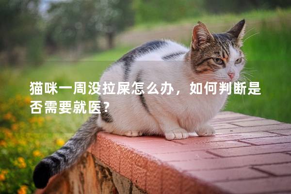 猫咪一周没拉屎怎么办，如何判断是否需要就医？