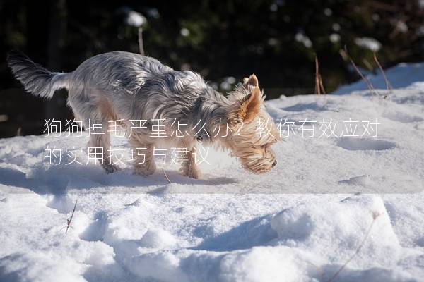 狗狗掉毛严重怎么办？教你有效应对的实用技巧与建议