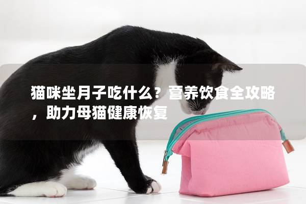 猫咪坐月子吃什么？营养饮食全攻略，助力母猫健康恢复