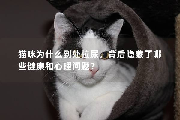 猫咪为什么到处拉尿，背后隐藏了哪些健康和心理问题？