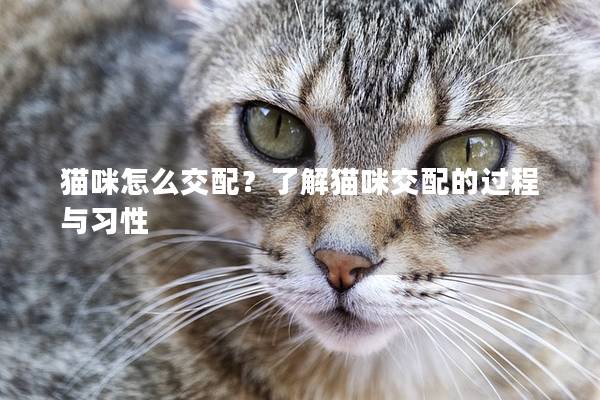 猫咪怎么交配？了解猫咪交配的过程与习性