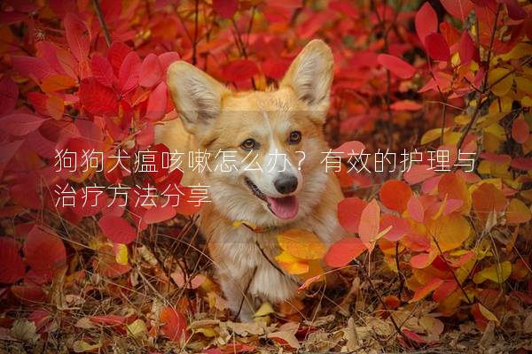 狗狗犬瘟咳嗽怎么办？有效的护理与治疗方法分享