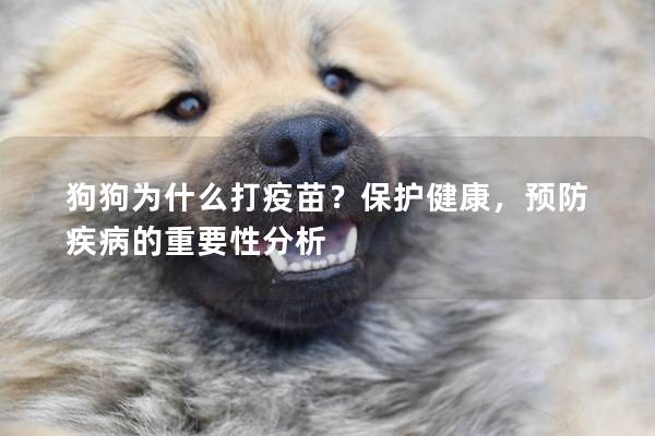 狗狗为什么打疫苗？保护健康，预防疾病的重要性分析