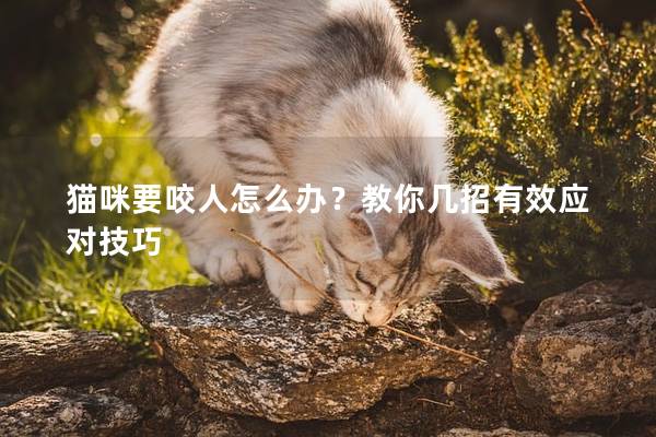 猫咪要咬人怎么办？教你几招有效应对技巧