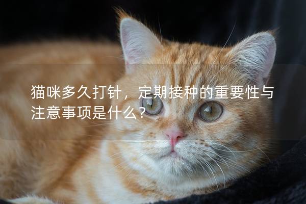 猫咪多久打针，定期接种的重要性与注意事项是什么？