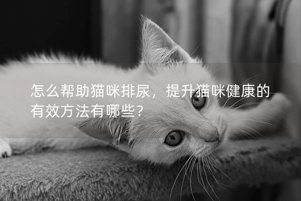 怎么帮助猫咪排尿，提升猫咪健康的有效方法有哪些？