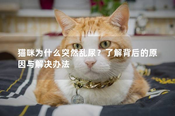 猫咪为什么突然乱尿？了解背后的原因与解决办法