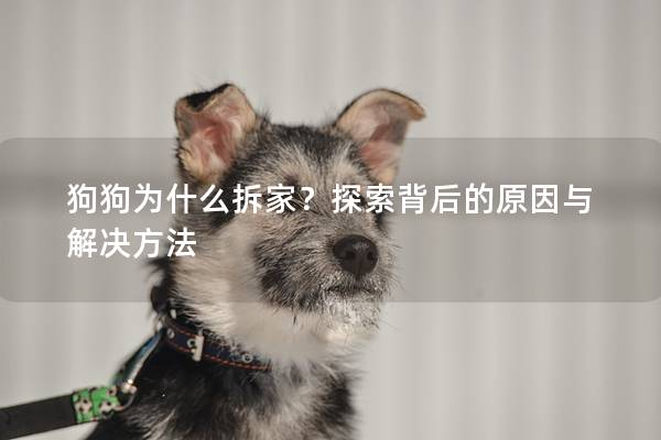 狗狗为什么拆家？探索背后的原因与解决方法