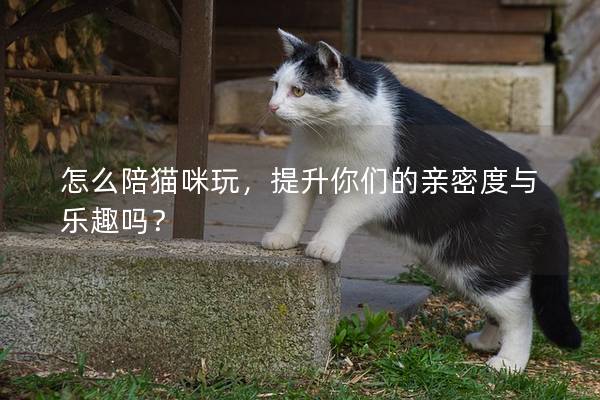 怎么陪猫咪玩，提升你们的亲密度与乐趣吗？