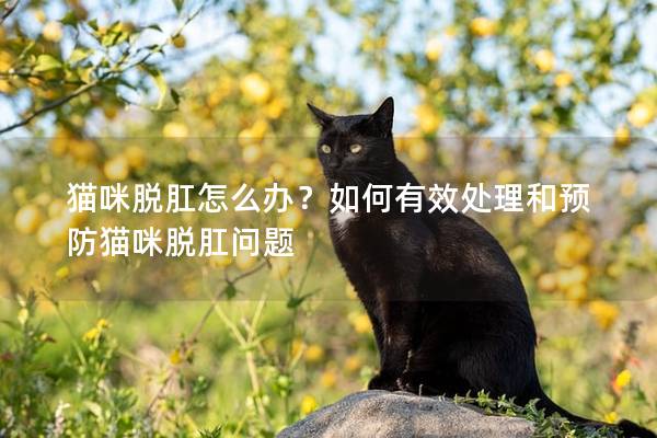 猫咪脱肛怎么办？如何有效处理和预防猫咪脱肛问题