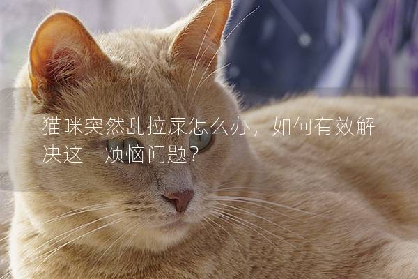 猫咪突然乱拉屎怎么办，如何有效解决这一烦恼问题？