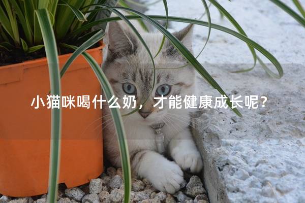 小猫咪喝什么奶，才能健康成长呢？