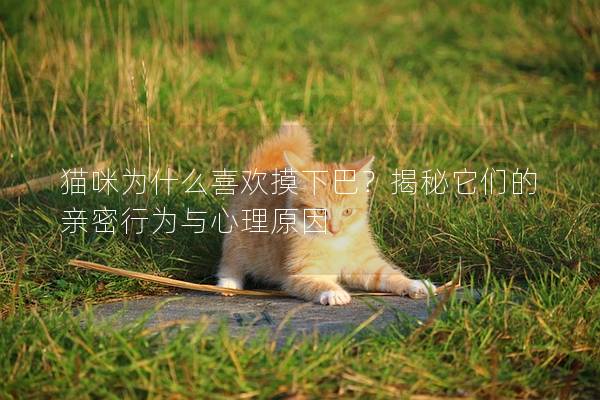 猫咪为什么喜欢摸下巴？揭秘它们的亲密行为与心理原因