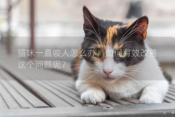 猫咪一直咬人怎么办，如何有效改善这个问题呢？