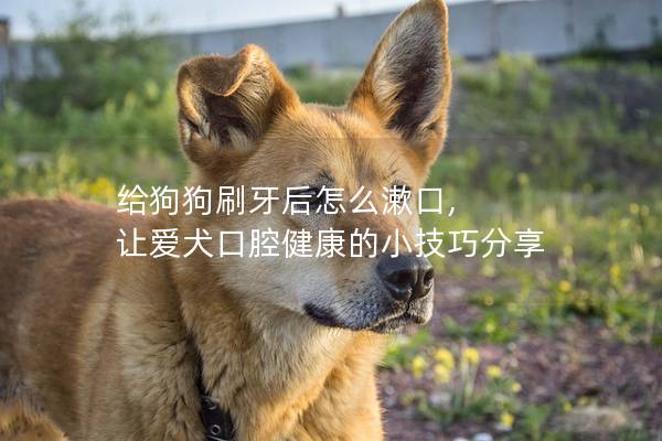 给狗狗刷牙后怎么漱口, 让爱犬口腔健康的小技巧分享