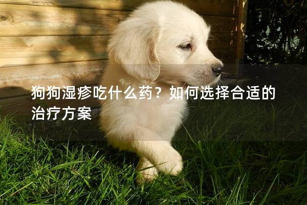 狗狗湿疹吃什么药？如何选择合适的治疗方案