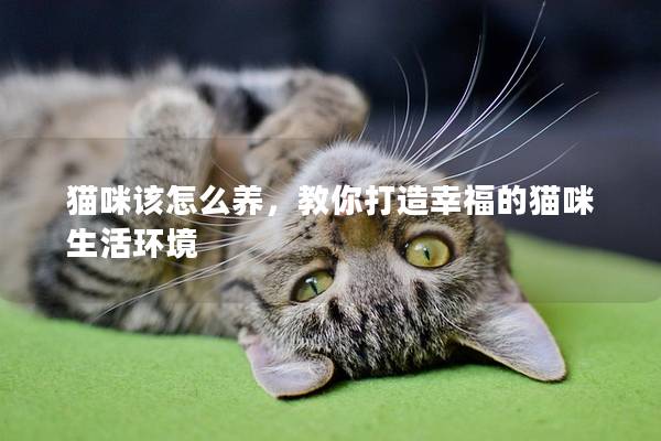 猫咪该怎么养，教你打造幸福的猫咪生活环境