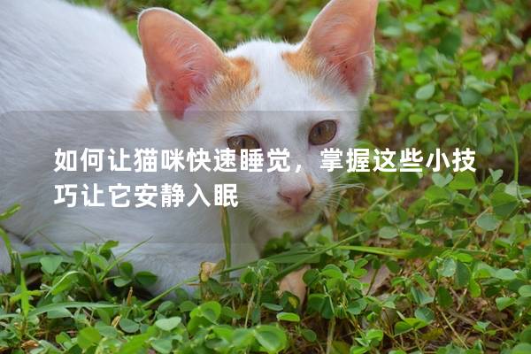 如何让猫咪快速睡觉，掌握这些小技巧让它安静入眠