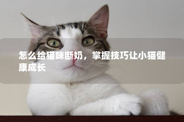 怎么给猫咪断奶，掌握技巧让小猫健康成长