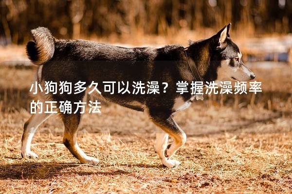 小狗狗多久可以洗澡？掌握洗澡频率的正确方法