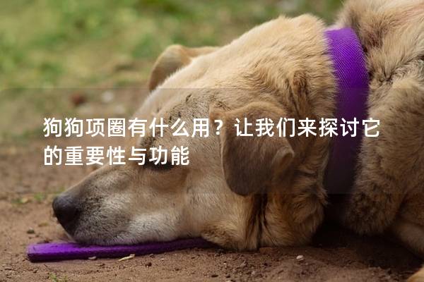 狗狗项圈有什么用？让我们来探讨它的重要性与功能