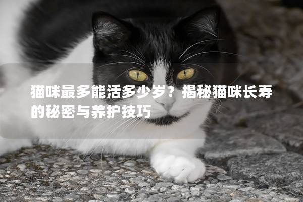 猫咪最多能活多少岁？揭秘猫咪长寿的秘密与养护技巧