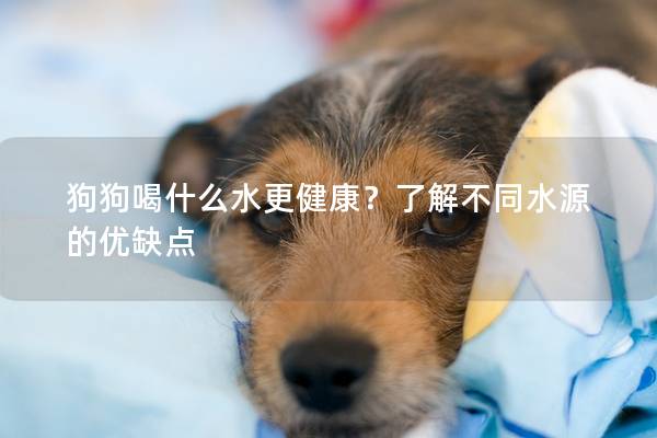 狗狗喝什么水更健康？了解不同水源的优缺点