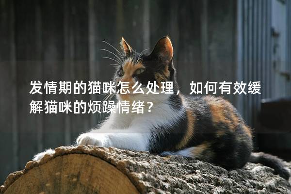 发情期的猫咪怎么处理，如何有效缓解猫咪的烦躁情绪？