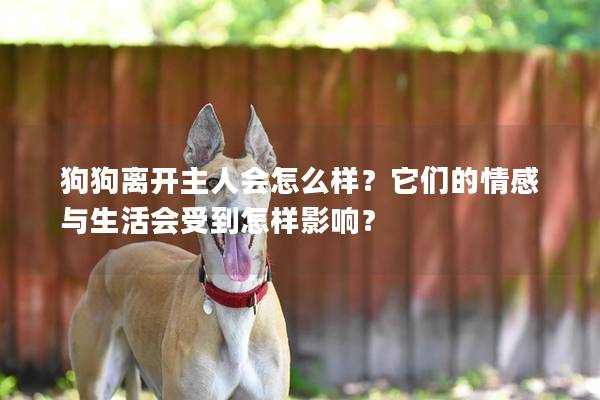 狗狗离开主人会怎么样？它们的情感与生活会受到怎样影响？