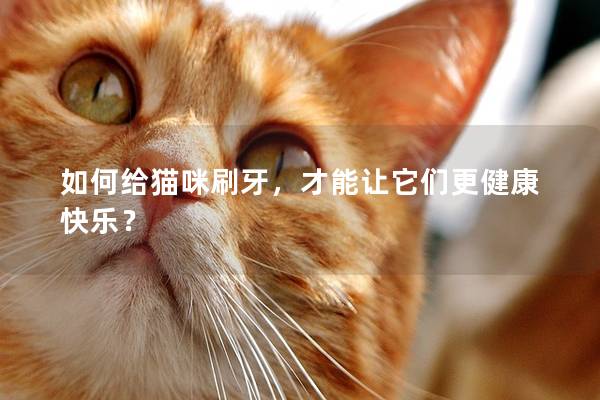 如何给猫咪刷牙，才能让它们更健康快乐？